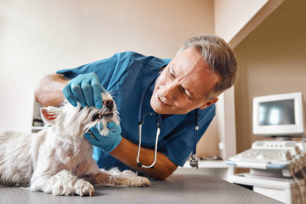Best Weekend Emergency Dentist in Decorah, IA